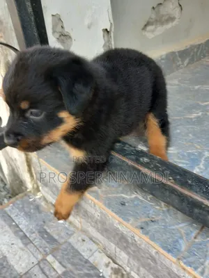 1-3 months Male Purebred Rottweiler