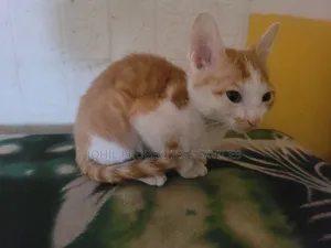3-6 months Female Purebred Turkish Angora