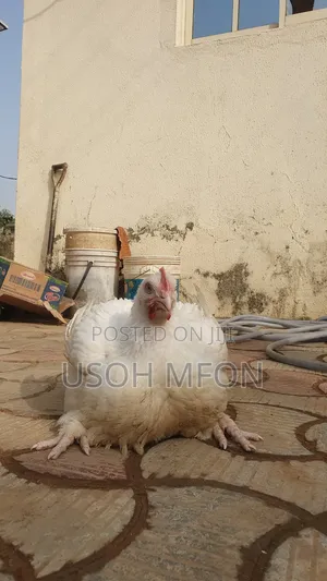 Heavy Broilers