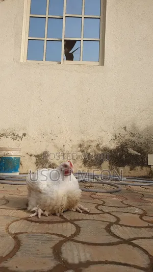 Heavy Broilers