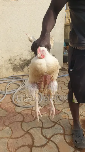 Heavy Broilers