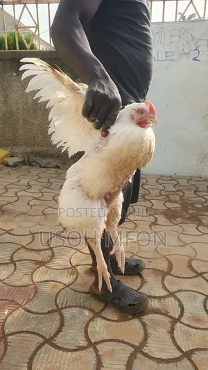 Heavy Broilers