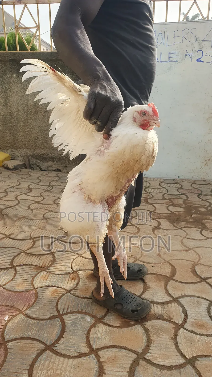 Heavy Broilers