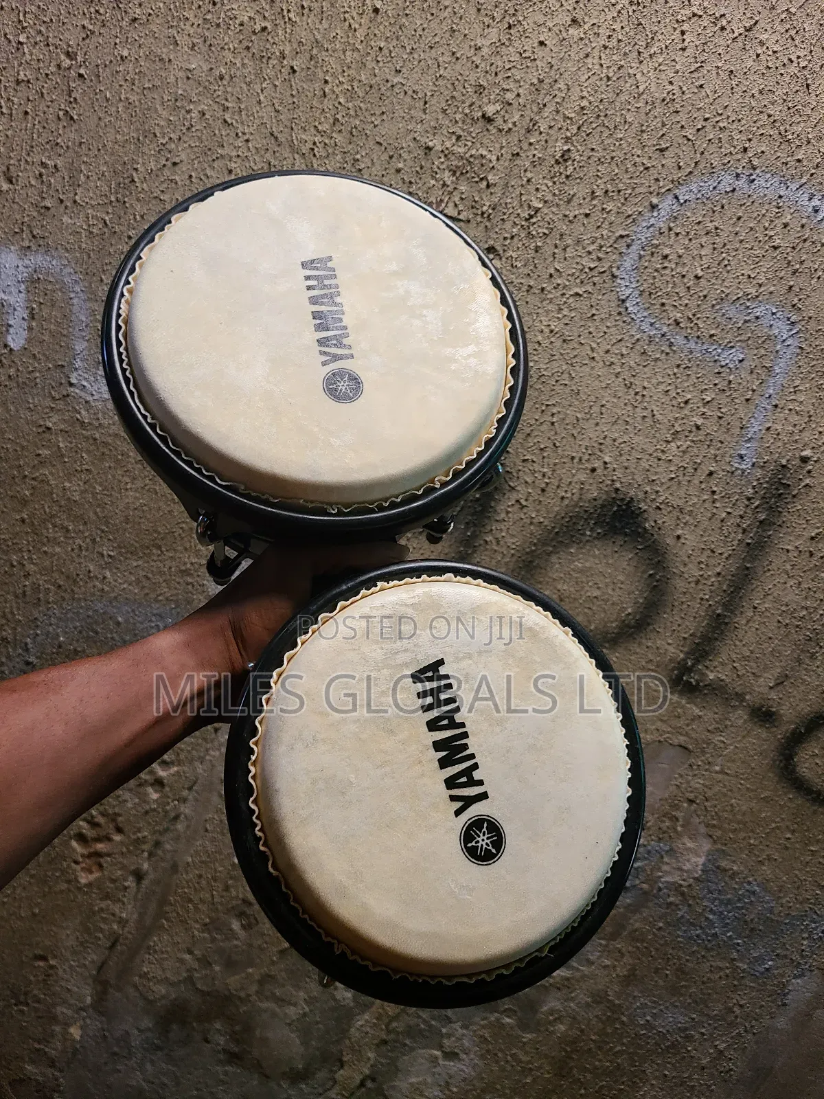 Bongo Big One