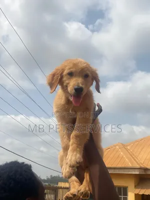 1-3 months Male Purebred Golden Retriever