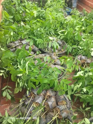  Apa African Mahogany Seedlings