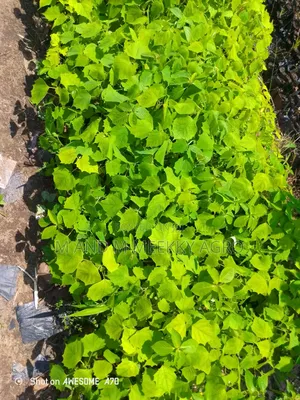 Gbemila Seedlings