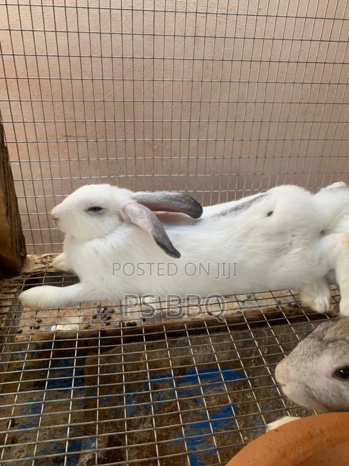 Rabbit Available in Different Breeds