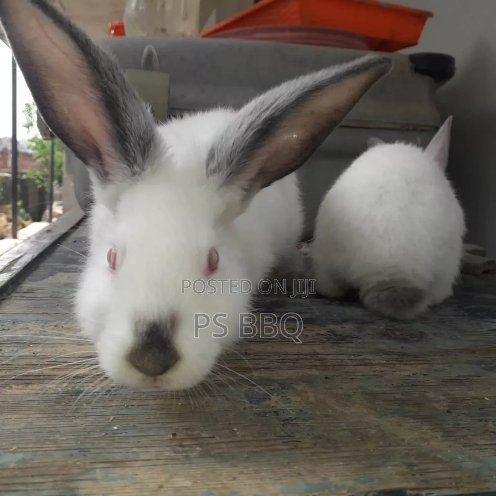 Rabbit Available in Different Breeds