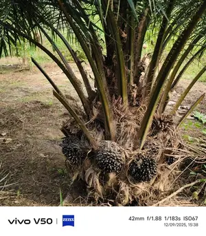 Malaysian Palm Seedlings for Sale