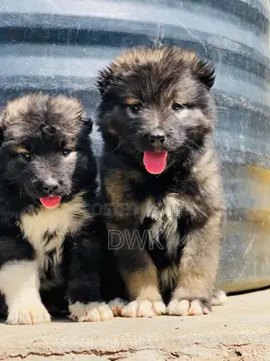1-3 months Female Purebred Caucasian Shepherd