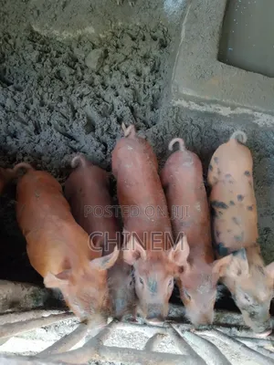 Active Duroc Piglets For Sale