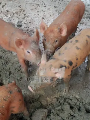 Active Duroc Piglets For Sale - Chinem Price: ₦ 75,000 on Jiji.ng [Port ...
