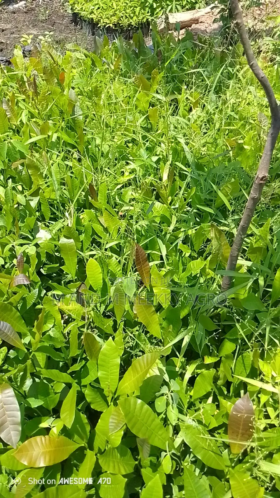  Fast Growing High Yield Cashew Seedlings 