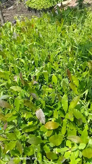  Fast Growing High Yield Cashew Seedlings 