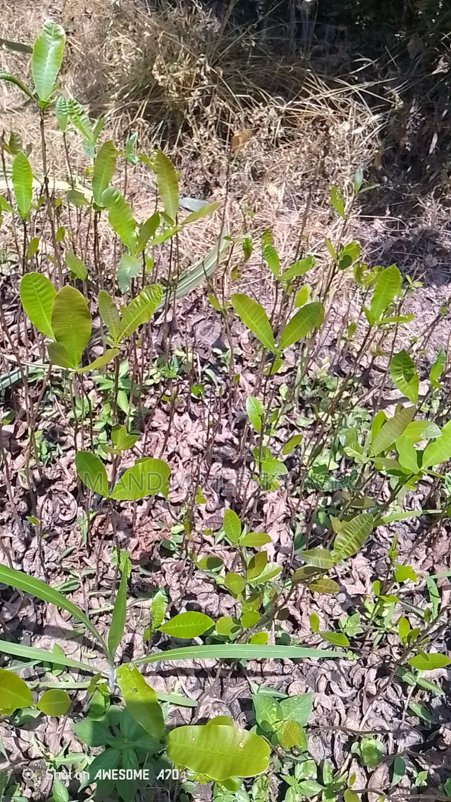  Fast Growing High Yield Cashew Seedlings 