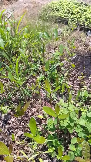  Fast Growing High Yield Cashew Seedlings 