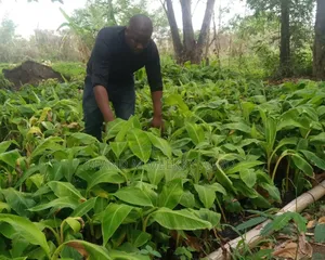 Healthy Fast Growing Banana Suckers 
