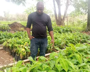 Healthy Fast Growing Banana Suckers 