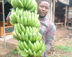 Healthy Fast Growing Banana Suckers 