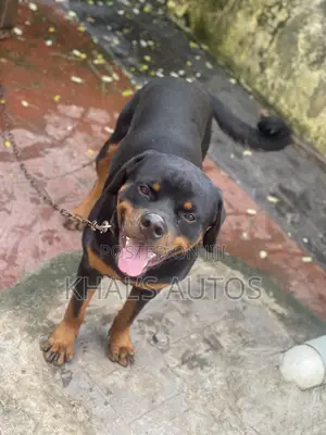 1+ year Male Purebred Rottweiler