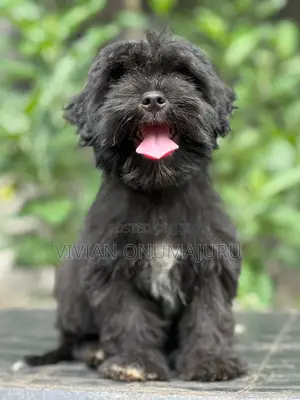 1-3 months Female Purebred Lhasa Apso