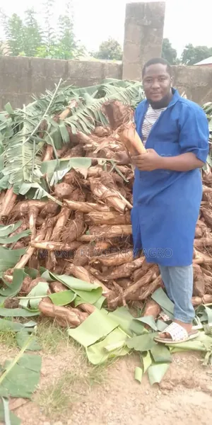 Hybrid Plantain Suckers
