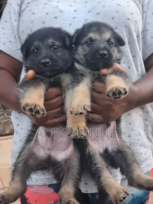 1-3 months Male Purebred German Shepherd