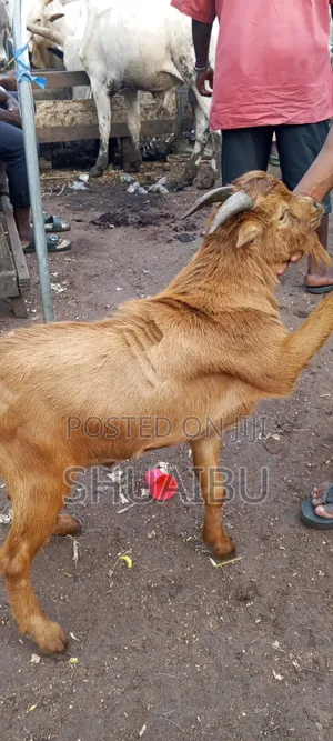 Life Goats Rams and Cows Cheap