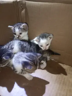 1-3 months Female Purebred American Shorthair