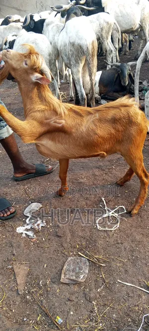 Native Goats for Sale
