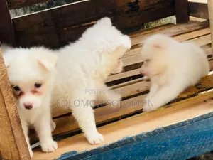 1-3 months Male Purebred American Eskimo