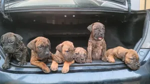 1-3 months Female Purebred Boerboel