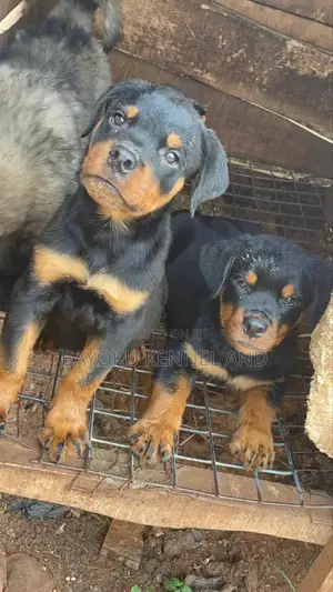 1-3 months Male Purebred Rottweiler