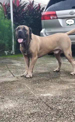 1+ year Male Purebred Boerboel