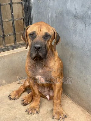 1+ year Male Purebred Boerboel
