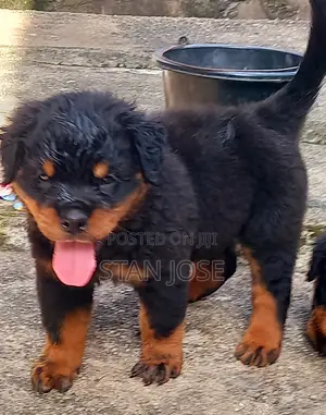 1-3 months Male Purebred Rottweiler