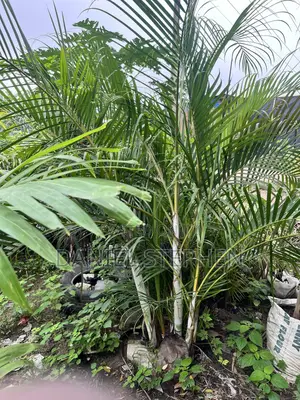 Fully Mature Golden Palm for Sale