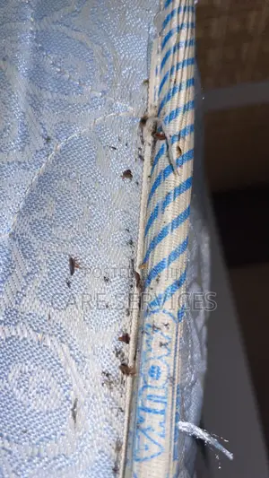 Sleep Peacefully Again — No More Bedbugs