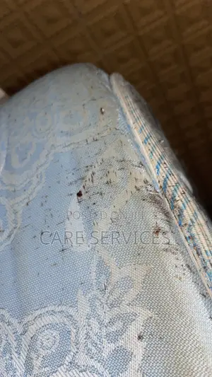 Sleep Peacefully Again — No More Bedbugs