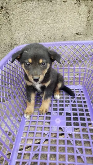 1-3 months Male Purebred German Shepherd
