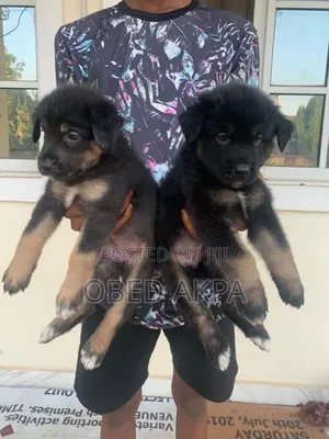 1-3 months Male Purebred German Shepherd