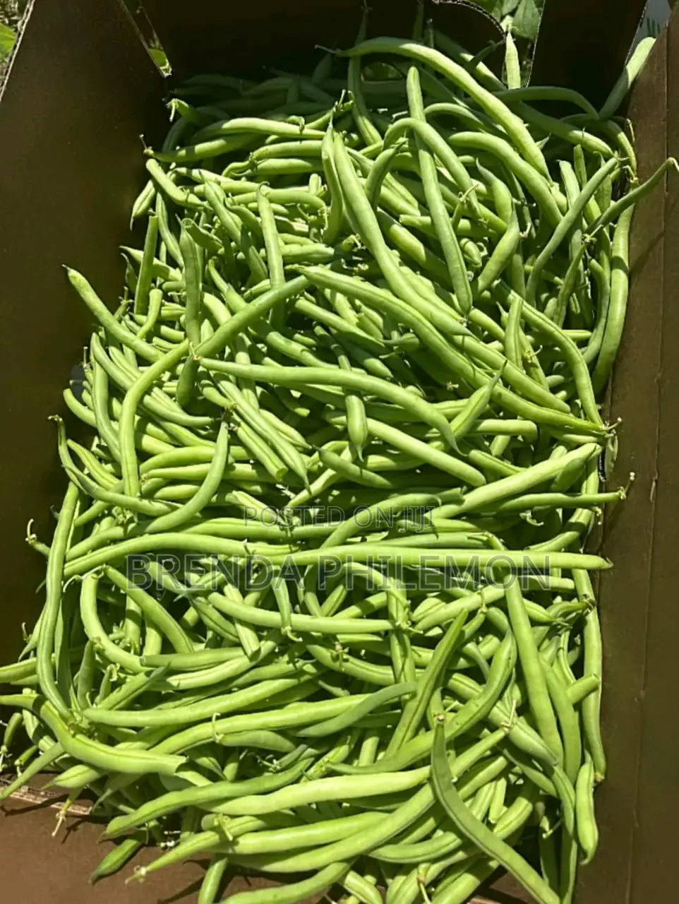Fresh Veggies