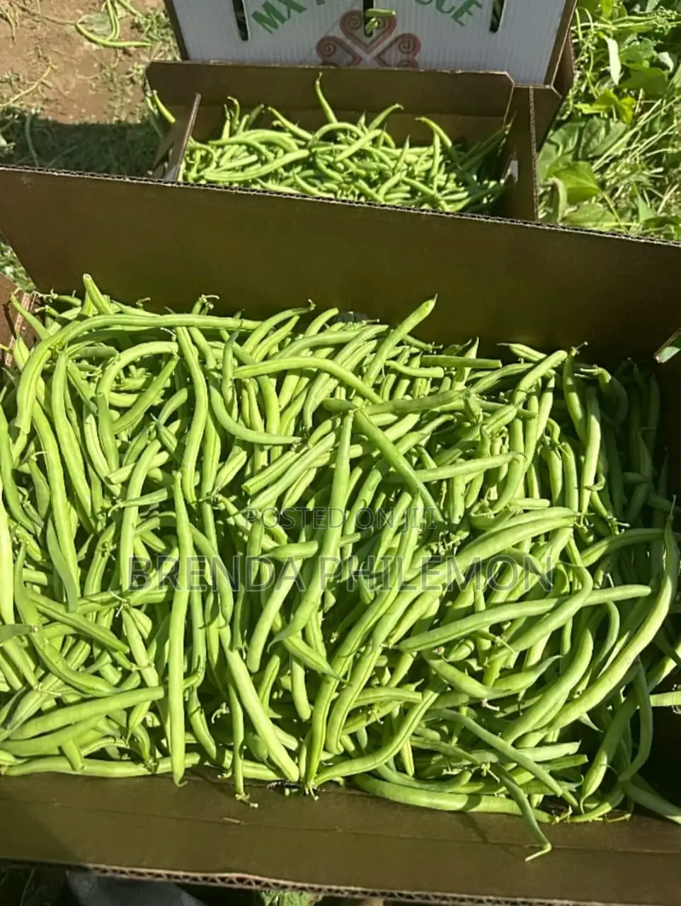 Fresh Veggies