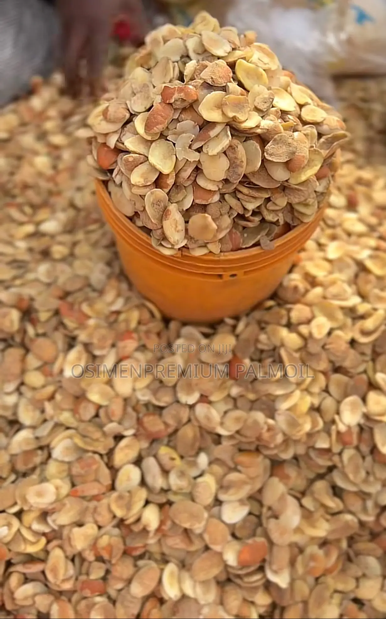 Ogbonor Seeds