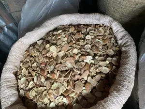 Ogbonor Seeds