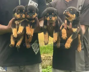 0-1 month Female Purebred Rottweiler