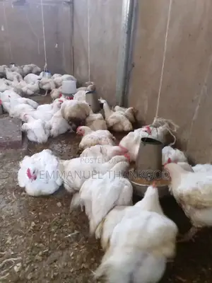 Chickens for Sale