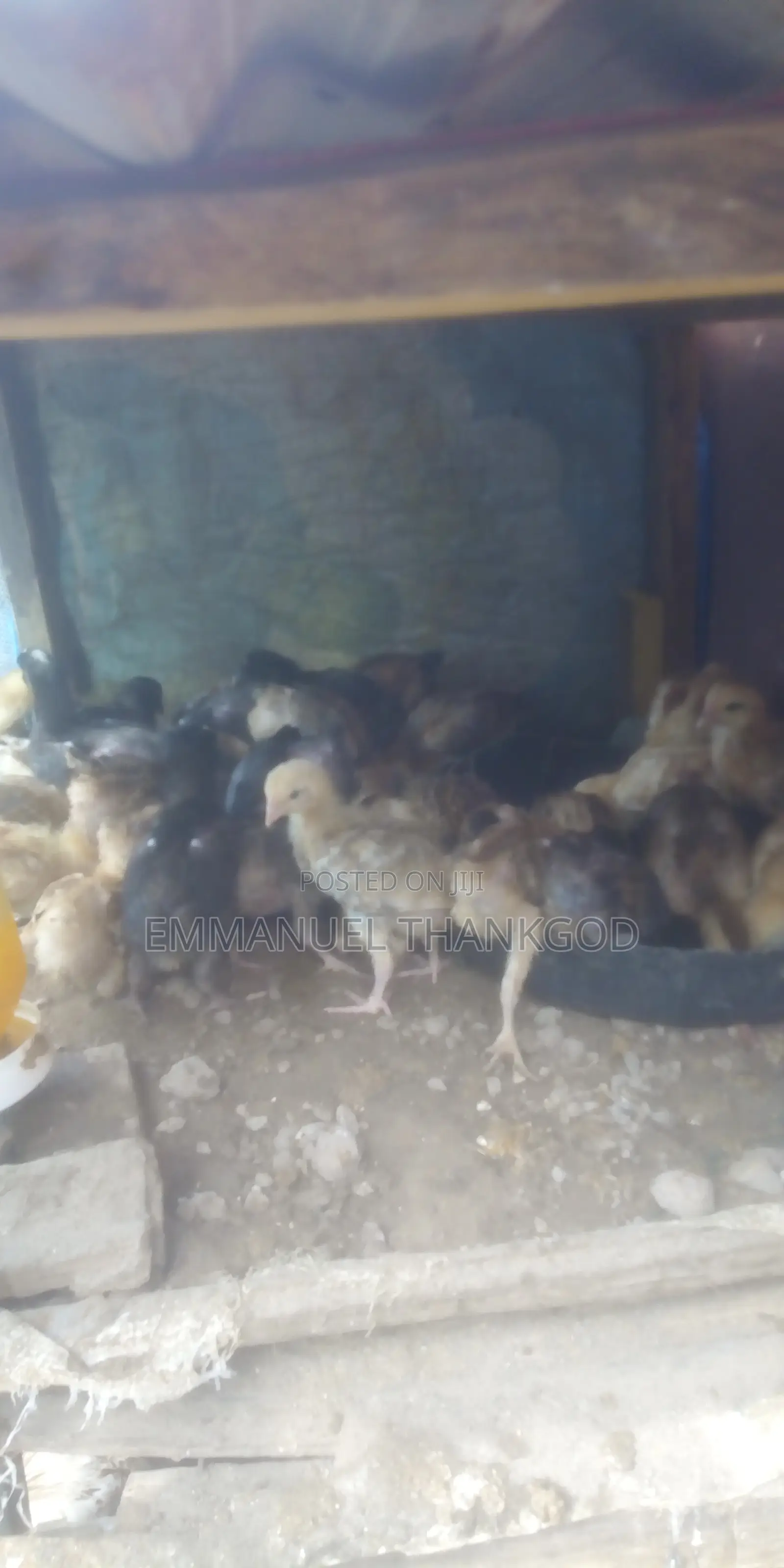 Chickens for Sale