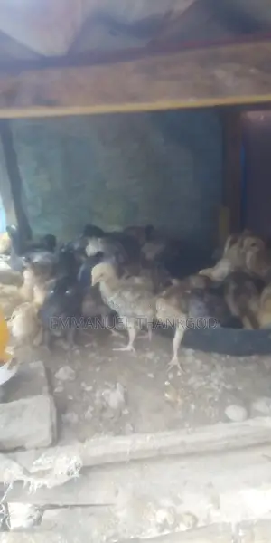 Chickens for Sale